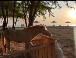 Pengusaha Wisata Beach Forest Bekerjasama Dengan KPH Bondowoso Adakan Lomba Mewarnai Tingkat TK