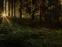 Peran Hutan Dalam Mitigasi Perubahan Iklim: Selamatkan Bumi dari Krisis Global!