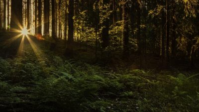 Peran Hutan Dalam Mitigasi Perubahan Iklim