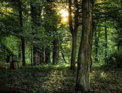 Peran Perhutani dalam Pengelolaan Sumber Daya Hutan di Indonesia