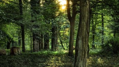 Peran Perhutani dalam Pengelolaan Sumber Daya Hutan di Indonesia
