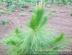 Divre Jatim Melaksanakan Pemeriksaan ke Lokasi Tanaman Pinus Diwilayah Hutan RPH Wringintapung Bondowoso