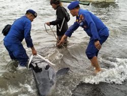 Ikan Paus Sirip Berukuran 2,5 Meter Berhasil Diselamatkan setelah Terdampar di Pantai Jangkar, Situbondo