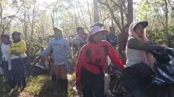 Ribuan Pohon Kopi PTPN di Ijen Bondowoso Dirusak OTK,Puluhan Petani Menangis dan Nasim Khan Kecam Keras Aksi Provokatif yang dilakukan oleh oknum yang tidak menghendaki Ijen Kondusif
