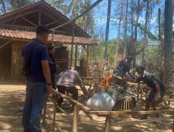 Polsek Kalipuro Gerak Cepat gerebek Judi Sabung Ayam