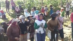 PTPN Minta Pengusutan Tuntas Perusakan Kebun Kopi Ijen, Kerugian Capai Rp400 Juta Lebih