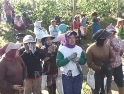 PTPN Minta Pengusutan Tuntas Perusakan Kebun Kopi Ijen, Kerugian Capai Rp400 Juta Lebih