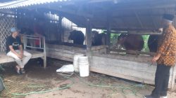 Warga Soroti Anggaran 100 juta Program Penggemukan Sapi Di Desa Bengkak
