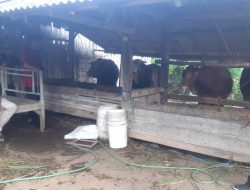 Warga Soroti Anggaran 100 juta Program Penggemukan Sapi Di Desa Bengkak