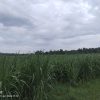 Dugaan Tumpang Tindih Pengelolaan Hutan di Situbondo Oleh KPH Perhutani Bondowoso Jadi Sorotan Publik