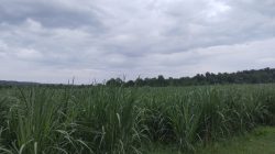 Dugaan Tumpang Tindih Pengelolaan Hutan di Situbondo Oleh KPH Perhutani Bondowoso Jadi Sorotan Publik