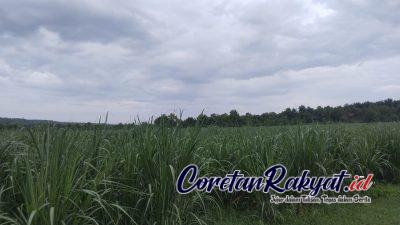 Dugaan Tumpang Tindih Pengelolaan Hutan di Situbondo Oleh KPH Perhutani Bondowoso Jadi Sorotan Publik